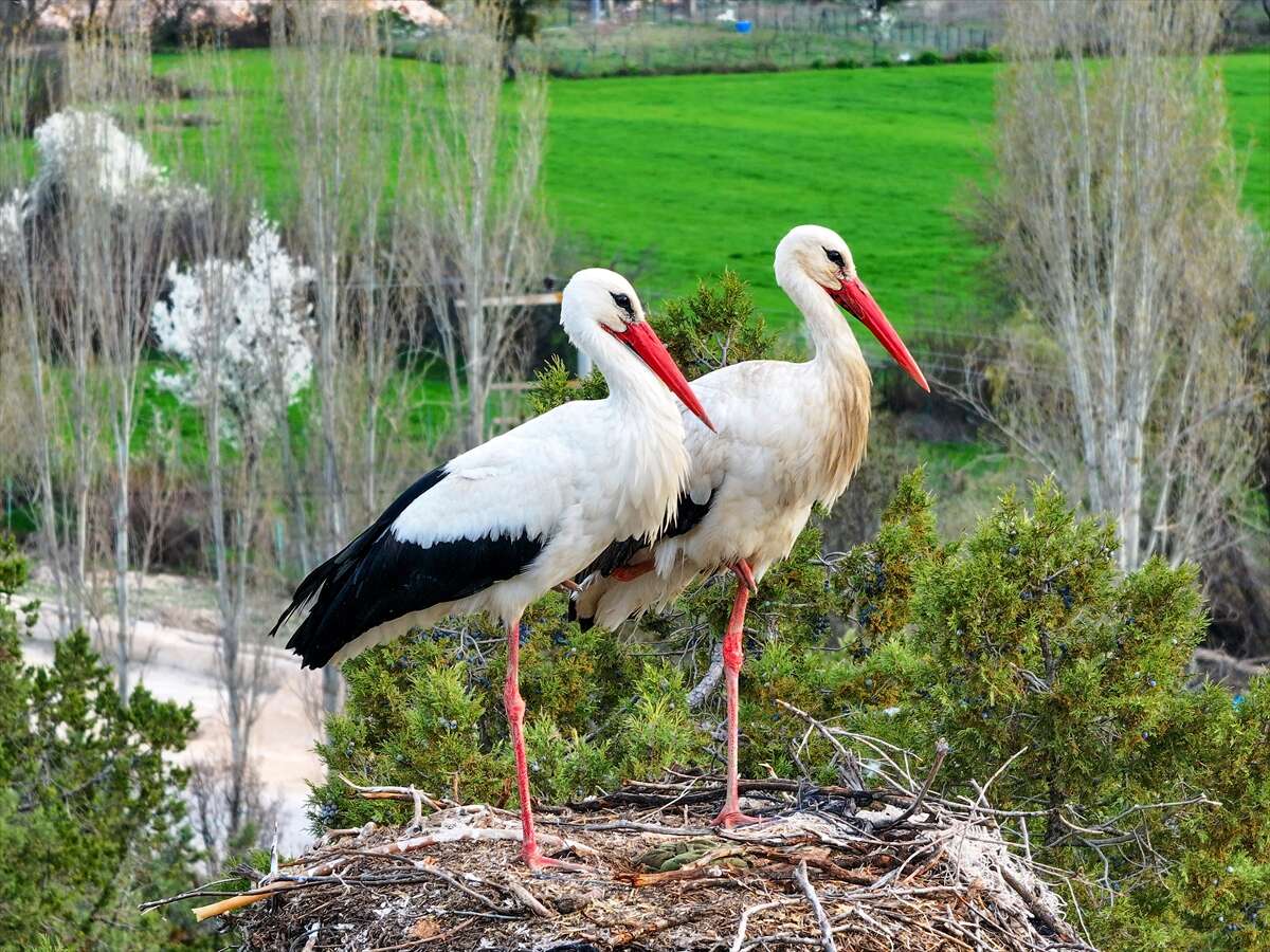 Konya’da doğanın en zarif nöbeti! Leylekler Vadisi’nde kuluçka heyecanı 14